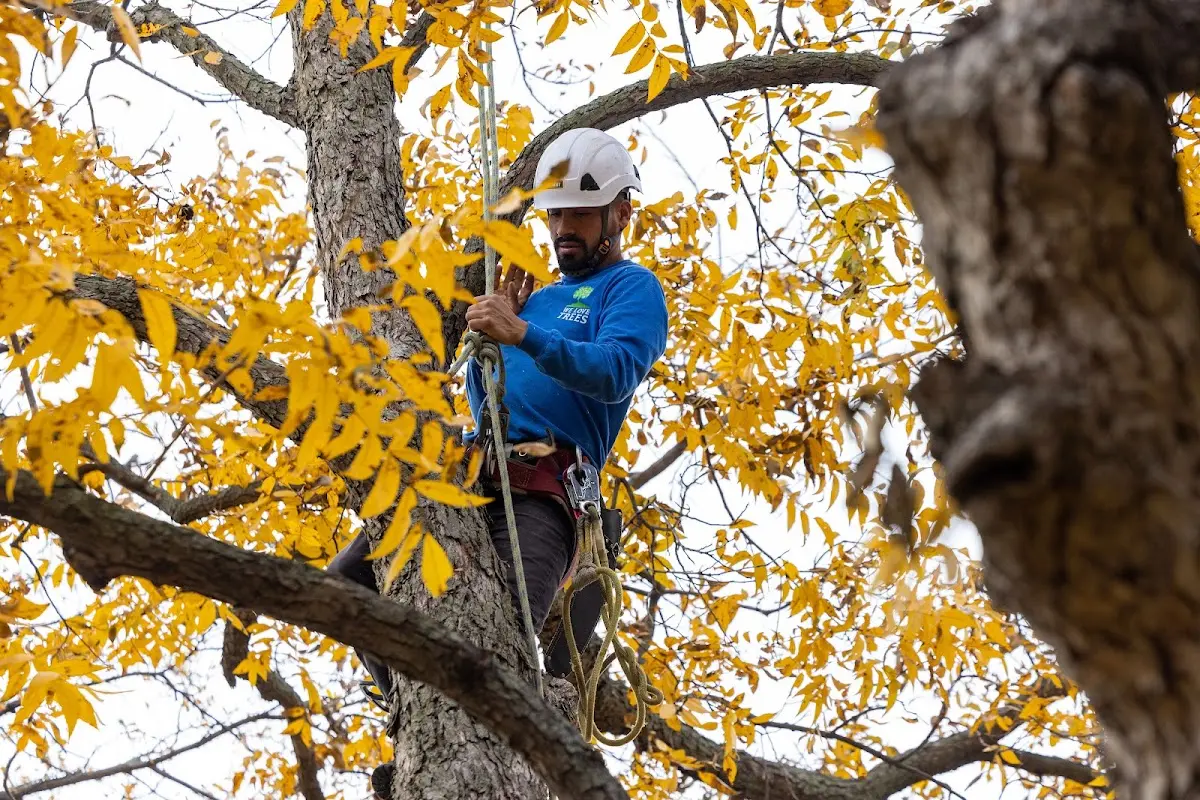 Skilled Tree Pruning crew working in East Dover
