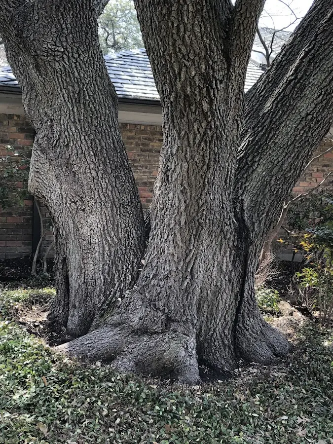 Mature heritage tree close to a East Dover property cared for by certified arborists